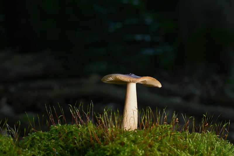 Enchanted Forest Backdrop
